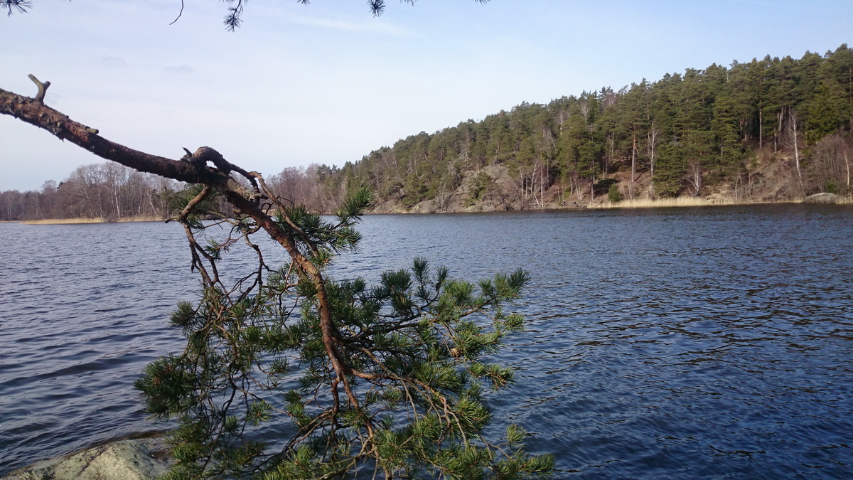 Dreviken