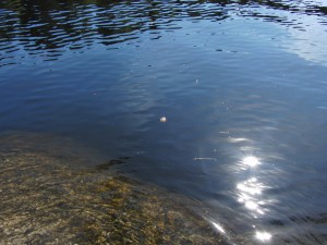 Barnsjön Tyresö