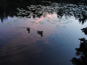 Barnsjön Tyresö