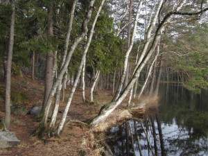 Barnsjön i Tyresö