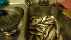 Fiske i Tyresö
