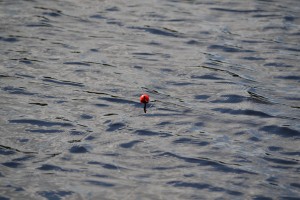 fiske (109)