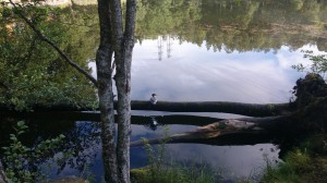 fiske (206)