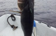 PROFESSIONELLT FISKE I STOCKHOLM