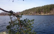 Dreviken
