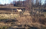 Erstaviks herrgård och Lilla Högmora gård