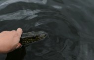 Tjuvfiskare i Tyresö