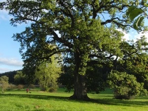 Tyresö slotts trädgård 