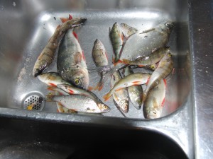 fiske (24)
